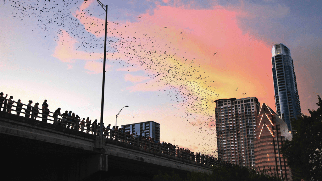 South Congress Bat Bridge